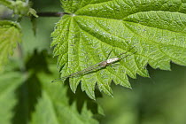 Spider (Tetragnatha sp.) resting on Nettle (Urtica dioica) leaf, Surrey, UK. May.