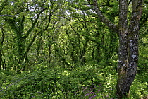 Dizzard Wood, temperate rainforest, Dizzard Point, North Cornwall, UK. May, 2023.