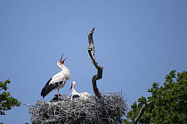 White stork (Ciconia ciconia) standing on nest calling, with chicks, Knepp rewilding project, Sussex, UK. June.