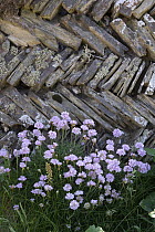 Thrift (Armeria maritima) in flower and Sea ivory lichen (Ramalina siliquosa) on a traditional Cornish herringbone pattern drystone wall, Bedruthan Steps, Cornwall, UK. May.