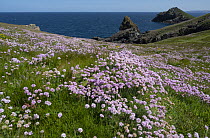 Thrift (Armeria maritima) flowering on coastal cliff top, Pentire Head, Cornwall, UK. May.