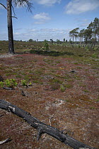 Re-growth of heathland vegetation following major fire three years prior, Thursley Common National Nature Reserve, Surrey, UK. June, 2023.