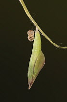 Wood white butterfly (Leptidea sinapis) pupa, portrait. Captive bred.