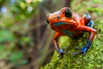 Strawberry poison frog (Oophaga pumilio) resting on moss-covered buttress route, lowland rainforest, Costa Rica.