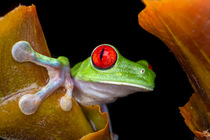 Red-eyed leaf frog (Agalychnis callidryas) peering over the edge of a ginger plant at night, lowland primary rainforest, Costa Rica.