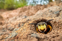 Bee wolf (Philanthus triangulum) peering out of burrow entrance, excavated in sandy soil, Nottinghamshire, UK. July.