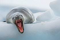 Leopard seal (Hydrurga leptonyx) resting on an iceberg, yawning, Antarctic Peninsula, Antarctica.