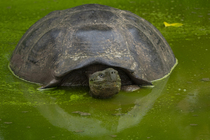 Santa Cruz giant tortoise (Chelonoidis porteri) resting in a pond covered in green algae, Santa Cruz Island, Galapagos National Park, Ecuador.