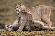 Puma (Puma concolor) female, playing with her cub, Torres del Paine National Park, Magallanes, Chile.