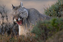 Puma (Puma concolor) cub, yawning, Torres del Paine National Park, Magallanes, Chile.