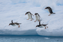Gentoo penguins (Pygoscelis papua) jumping from iceberg into the ocean, Antarctic Peninsula, Antarctica.