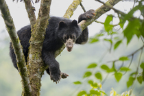 Andean / Spectacled bear (Tremarctos ornatus) resting in a tree in the cloudforests of the Ecuadorian Choco, Maquipucuna, Pichincha, Ecuador.