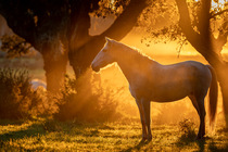 Lusitano horse standing in field at sunset, Herdade Do Pinheiro, Alentejo Region, Portugal. January.