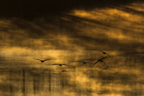 Five Great cormorants (Phalacrocorax carbo) fishing at sunrise, Ebro river,Tudela, Navarra, Spain. February.
