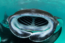 Giant manta rays (Manta birostris) filter feeding on plankton, Hanifaru Bay, Hanifaru Lagoon, Baa Atoll, Maldives, Indian Ocean. Endangered.