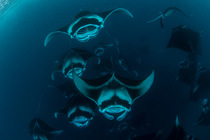 Giant manta rays (Manta birostris) chain-feeding on plankton, Hanifaru Bay, Baa Atoll, Maldives, Indian Ocean. Endangered.