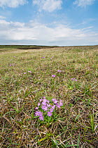 Birdseye primrose (Primula farinosa) flowering on Widdybank Fell, Moorhouse National Nature Reserve, Upper Teesdale, Northern Pennines, County Durham, England, UK, June. Nature reserve is a world famo...