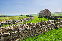 Barn and stone wall, Hannah's Meadow Nature Reserve, Baldersdale, North Pennines, County Durham, England, UK. June, 2013.