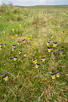Mountain pansies (Viola lutea) flowering on Widdybank Fell, Moorhouse National Nature Reserve, Upper Teesdale, Northern Pennines, County Durham, England, UK, June. Nature reserve is a world famous bot...