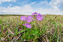 Birdseye primrose (Primula farinosa) flowering on Widdybank Fell, Moorhouse National Nature Reserve, Upper Teesdale, Northern Pennines, County Durham, England, UK, June. Nature reserve is a world famo...