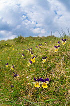 Mountain pansies (Viola lutea) flowering on Widdybank Fell, Upper Teesdale, Moorhouse National Nature Reserve, Northern Pennines, County Durham, England, UK, June. Nature reserve is a world famous bot...