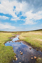 Stream across Widdybank Fell, Moorhouse National Nature Reserve, Northern Pennines, County Durham, England, UK. June, 2013. Nature reserve is a world famous botanical hotspot and UNESCO biosphere rese...