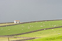 House amongst fields of Sheep (Ovis aries), Upper Teesdale, Newbiggin, County Durham, England, UK, June.
