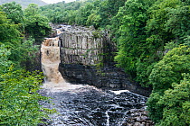 High Force Waterfall on the River Tees, surrounded by trees, Upper Teesdale, Northern Pennines, County Durham, England, UK. July, 2017.