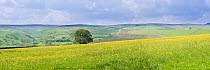 Upland haymeadow with Buttercups (Ranunculus sp.) in flower, Hannah's Meadow Nature Reserve, Baldersdale, North Pennines, County Durham, England, UK. June.