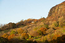 House on hillside beside cliff face and old landslips, Daren Uchaf, Hatterall Hill, Vale of Ewyas, Brecon Beacons National Park, Wales, UK, November 2023.
