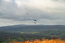 Common ravens (Corvus corax) flock in courtship display with Black Mountains in Wales behind, Garway Hill, Herefordshire, England, UK, November 2023.