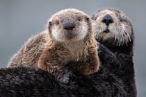 Sea otter (Enhydra lutris) resting with with pup, Cordova, Alaska. May. Endangered.