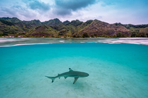 Blacktip reef shark (Carcharhinus melanopterus) juvenile, swimming in shallow water close to shore with the island of Moorea in background, French Polynesia, Pacific Ocean.