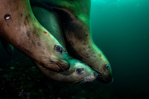 Three Steller sea lions (Eumetopias jubatus) diving, Hornby Island, British Columbia, Canada.