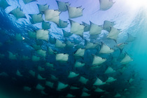 Large school of Munk's devil rays (Mobula munkiana) aggregating, La Ventana, Baja California Peninsula, Mexico, Pacific Ocean.