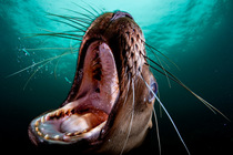 Steller sea lion (Eumetopias jubatus) with mouth open wide, portrait, Hornby Island, British Columbia, Canada, Pacific Ocean.