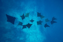 Group of Spotted eagle rays (Aetobatus narinari) swimming over seabed, off Moorea, French Polynesia, Pacific Ocean.
