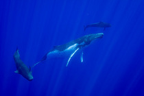 Humpback whale (Megaptera novaeangliae) playing with two Short finned pilot whales (Globicephala macrorhynchus) off Moorea, French Polynesia, Pacific Ocean.