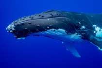 Humpback whale (Megaptera novaeangliae) head portrait, Moorea, French Polynesia, Pacific Ocean.