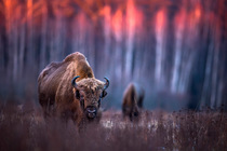 European bison (Bison bonasus) standing in grassland at edge of forest at sunset, Bialowieza Forest, Bialowieza National Park, Poland.