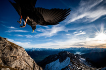 Alpine chough (Pyrrhocorax graculus) in flight over mountain peaks, Alps, Switzerland.