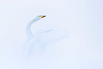 Whooper swan (Cygnus cygnus) in winter, Iceland. February.