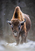 European bison (Bison bonasus) walking through forest in snow Bialowieza Forest, Bialowieza National Park, Poland. February.