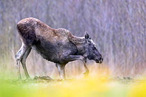 Moose (Alces alces) standing up from kneeling position, Biebrza National Park, Poland. April.