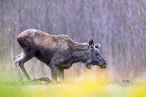 Moose (Alces alces) kneeling down on front legs, Biebrza National Park, Poland. April.