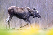 Moose (Alces alces) kneeling down on front legs, Biebrza National Park, Poland. April.