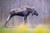 Moose (Alces alces) stretching its legs, portrait, Biebrza National Park, Poland. April.