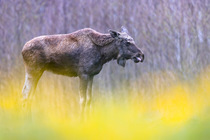 Moose (Alces alces) portrait, Biebrza National Park, Poland. April.