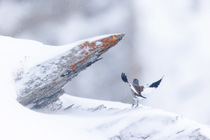 White-winged snowfinch (Montifringilla nivalis) taking flight from snow-covered rocks, Alps, Switzerland. January.