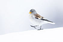 White-winged snowfinch (Montifringilla nivalis) walking on snow, Alps, Switzerland. January.